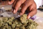 weed_buds_hand