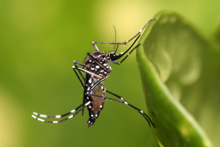 Mulheres negras e pardas são as mais afetadas com a dengue
