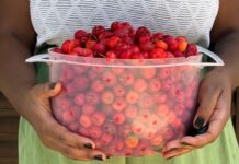 Do jambolão à acerola: as frutas brasileiras que deixamos de comer no dia a dia