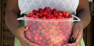 Do jambolão à acerola: as frutas brasileiras que deixamos de comer no dia a dia