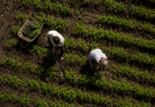 Da agricultura familiar à mesa: quem produz o ingrediente principal