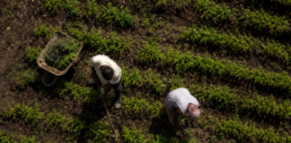 Da agricultura familiar à mesa: quem produz o ingrediente principal