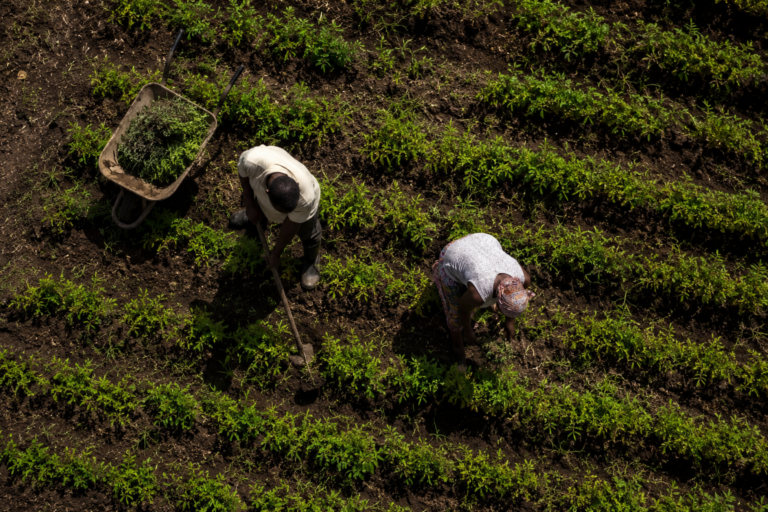 Da agricultura familiar à mesa: quem produz o ingrediente principal